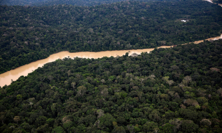 Seca e calor extremos do último El Niño antecipam ‘novo normal’ nas florestas tropicais