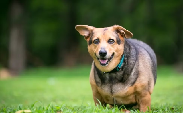 Hipotireoidismo em cães: entenda os sinais de alerta e a importância do diagnóstico