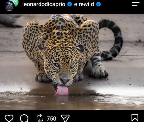 Ator Leonardo DiCaprio compartilha registro de onça-pintada feito por fotógrafo de MS no Pantanal