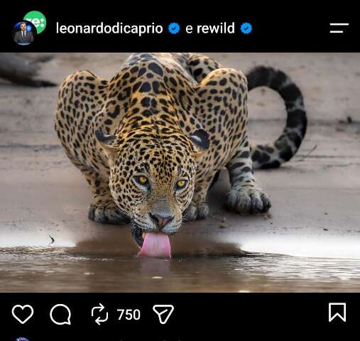 Ator Leonardo DiCaprio compartilha registro de onça-pintada feito por fotógrafo de MS no Pantanal