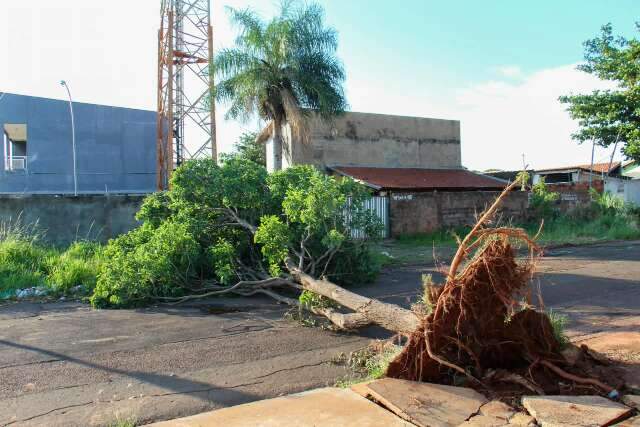 Prefeitura suspende licitação de R$ 20,3 milhões para poda de árvores em Campo Grande