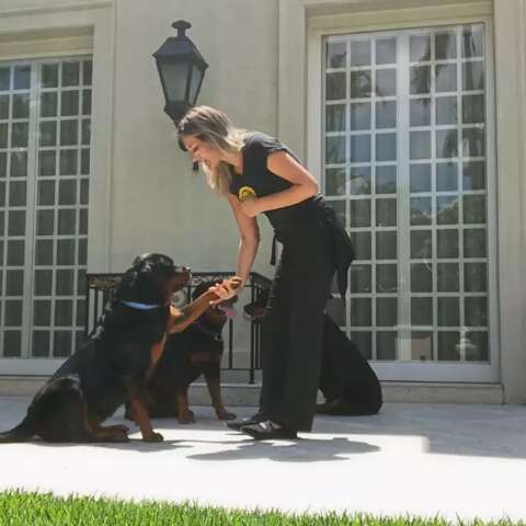 Briga entre cães: sinais de alerta e cuidados que hotéis e creches devem ter