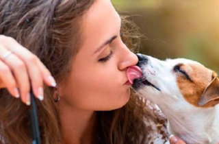 Seu cachorro te enche de lambidas? Saiba quando se preocupar