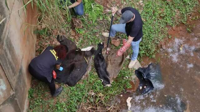 Restos descartados em córrego de Campo Grande pertencem a javalis e geram investigação