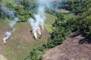 Operação conjunta destrói 93 hectares de maconha na fronteira com Mato Grosso do Sul