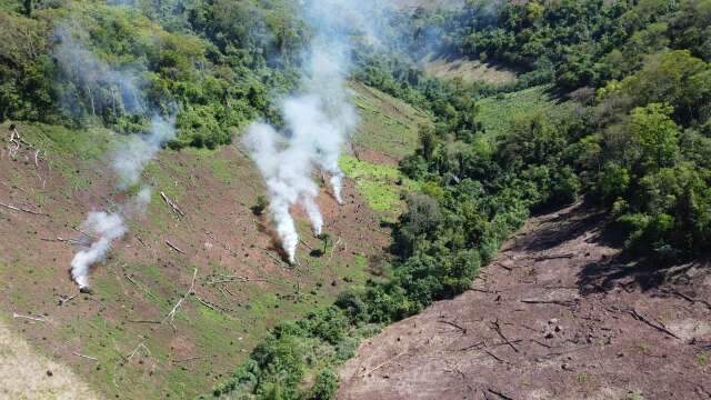 Operação conjunta destrói 93 hectares de maconha na fronteira com Mato Grosso do Sul
