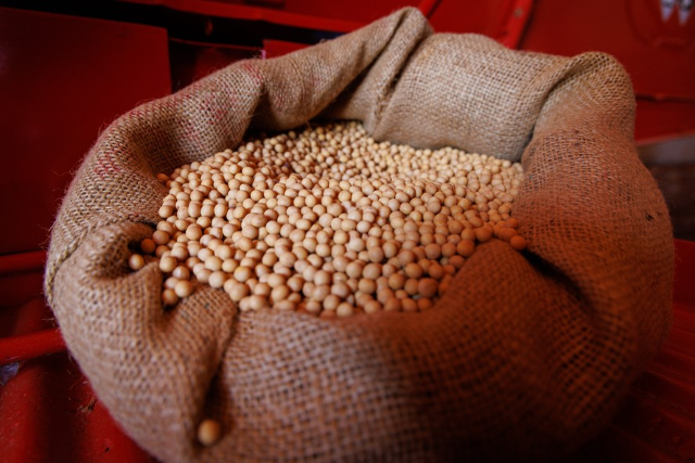 Soja e milho recuam na semana, mas preços de venda superam os de 2025 em MS