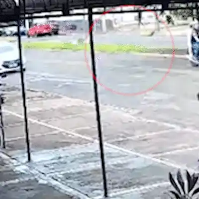 Arara-canindé é atingida por moto em Campo Grande e espera socorro por mais de uma hora