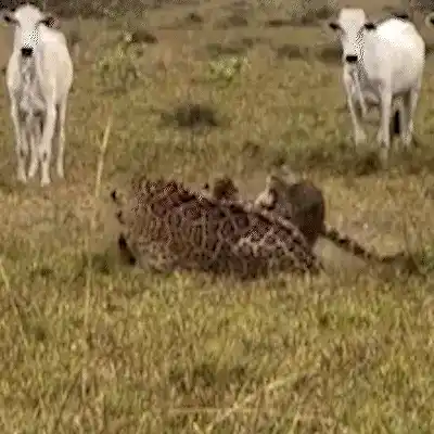 Onças se enfrentam enquanto rebanho acompanha briga no Pantanal