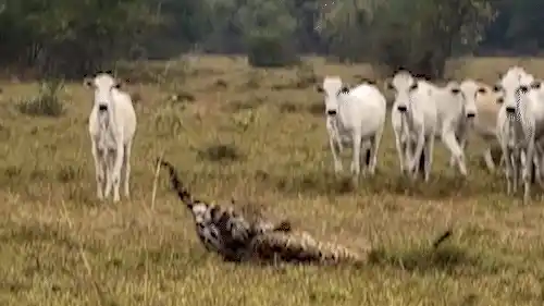 No Pantanal, bovinos acompanham “rinha” de onças em disputa por fêmea