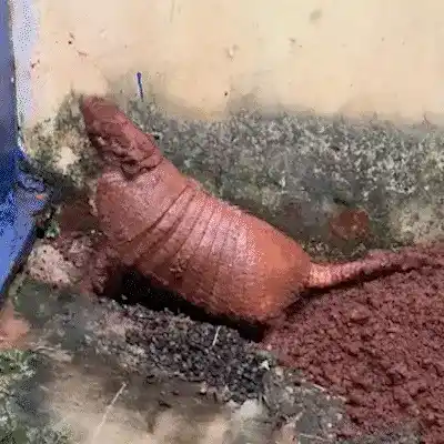 Tatu transforma terreno da Saúde em endereço particular em Rio Brilhante