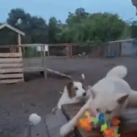 Novo vídeo mostra agressão a cachorro no mesmo hotel de animais em Bonito