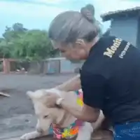 Em choque: tutora soube por vídeo que cão era agredido em hotel em Bonito
