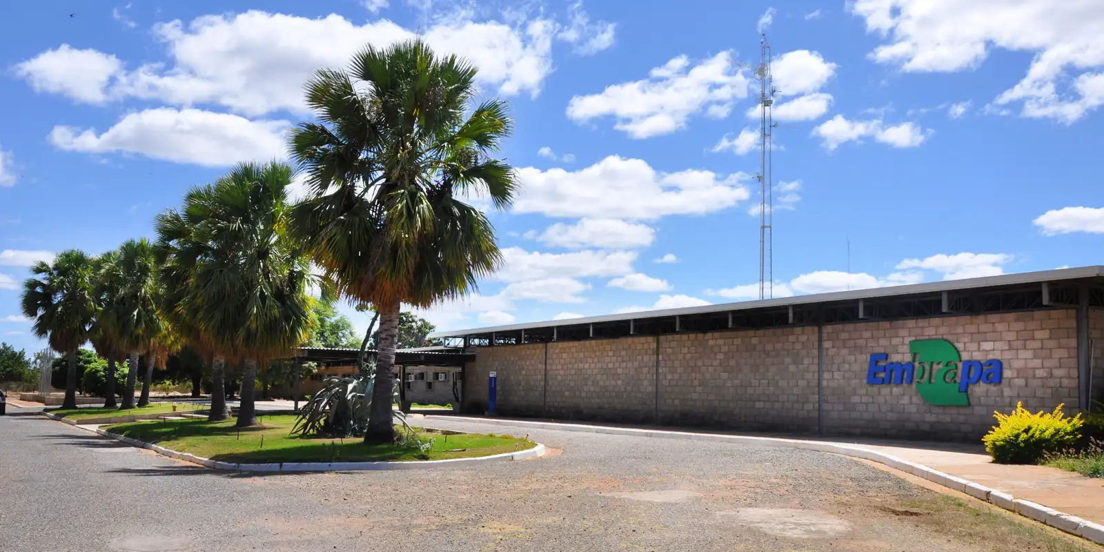 Embrapa Florestas é escolhida como o primeiro Centro de Referência da FAO no mundo
