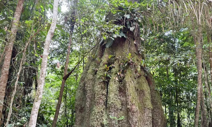 Congresso terá sete em cada dez parlamentares contra agenda ambiental