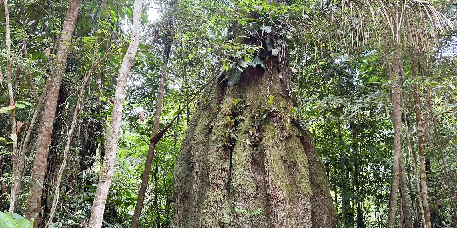 Congresso terá sete em cada dez parlamentares contra agenda ambiental