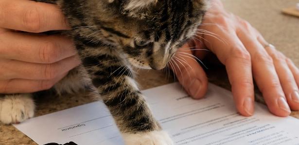 Pira dos livros com gatos: por que os felinos dominam o mercado editorial?