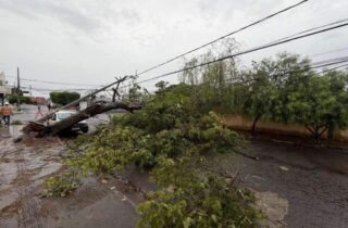 Lojistas cobram poda de árvore preventiva após suspensão de licitação na Capital