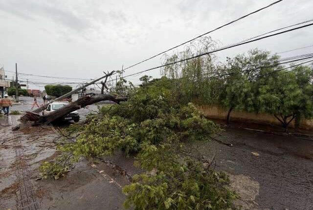 Lojistas cobram poda de árvore preventiva após suspensão de licitação na Capital