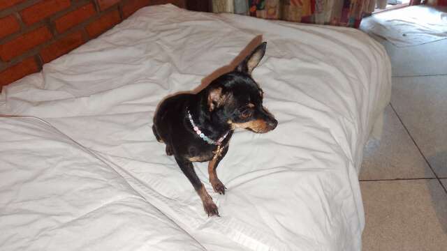 Pinscher de 7 anos desaparece ao sair por baixo de portão nas Moreninhas II