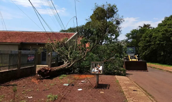 Temporal com ventos de até 80 km/h derruba árvores e mobiliza equipes em Dourados