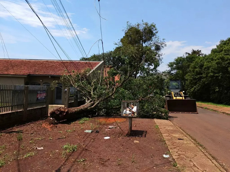 Temporal com ventos de até 80 km/h derruba árvores e mobiliza equipes em Dourados