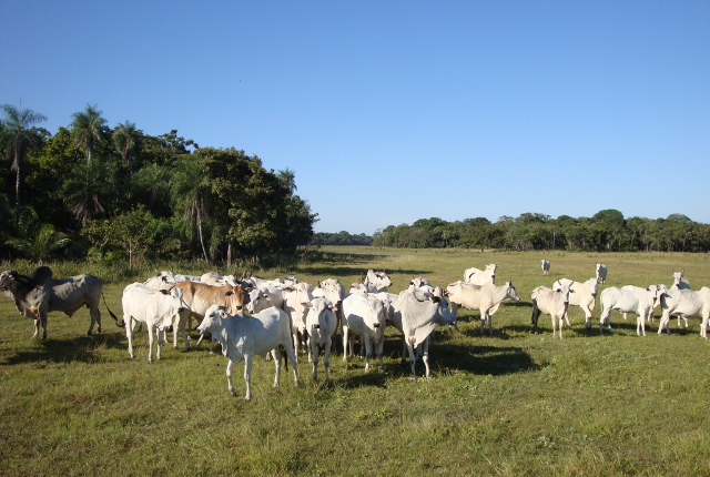 Bezerros somem e rastros de caminhão levantam suspeita de furto em São Gabriel do Oeste