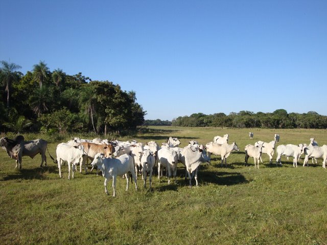 Bezerros somem e rastros de caminhão levantam suspeita de furto em São Gabriel do Oeste