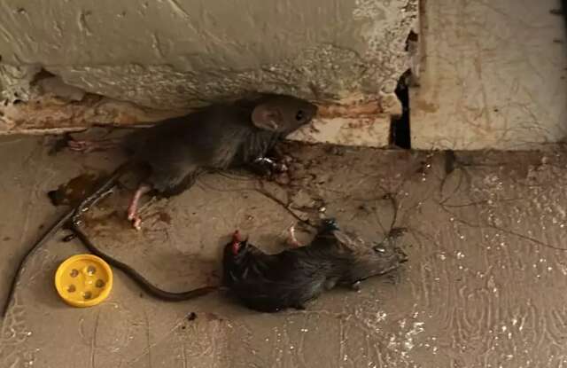 Mato alto e lixo agravam infestação de ratos no Serraville, em Campo Grande